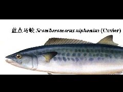 黄海——蓝点马鲛
