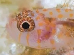 寿命最短的鱼——虾虎鱼