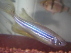 斑马鱼（Zebrafish）及其在生物医药方向上的应用