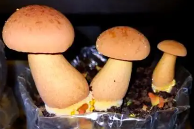 蘑菇栽培界又添新成员！中华腐生牛肝菌