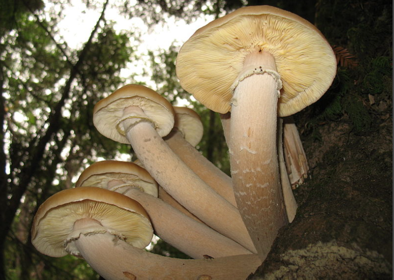 世界上最大的生物是什么？