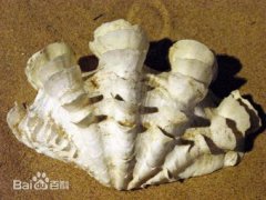 砗磲(七)——鳞砗磲