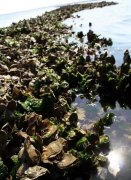 拯救最危急的海洋栖息地——贝类岩礁