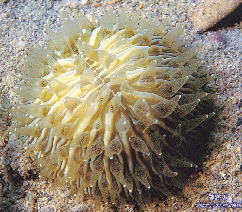 环形蕈珊瑚Cycloseris cyclolites