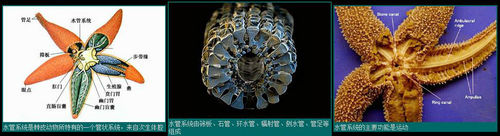æ°´ç®¡ç³»ç»