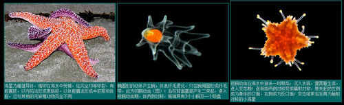 æµ·æçç¥ç»ç³»ç»
