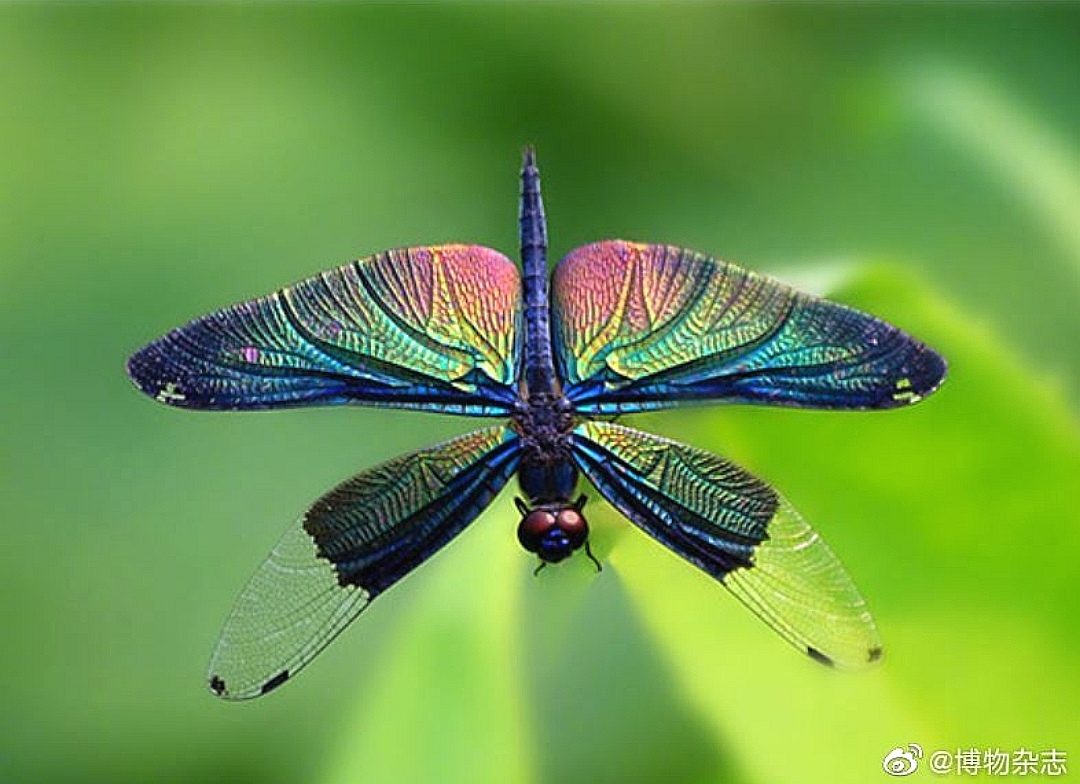 蝶形蜻蜓——黑丽翅蜻