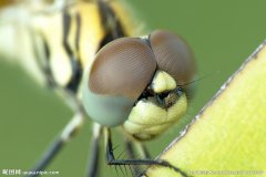 眼睛最多的昆虫——蜻蜓