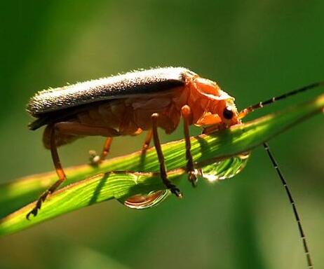常见的鞘翅目昆虫有哪些 鞘翅目的危害特征