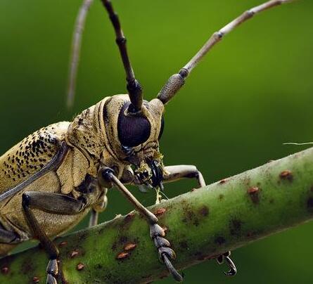常见的鞘翅目昆虫有哪些 鞘翅目的危害特征